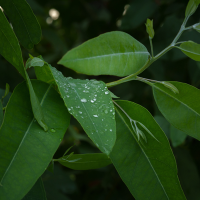 Eucalyptus