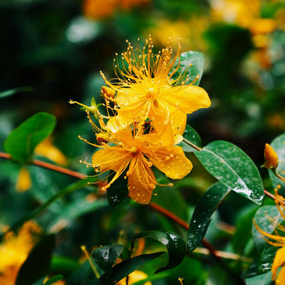 Hypericum perforatum