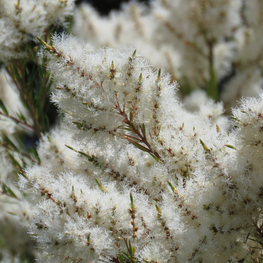 Melaleuca alternifolia