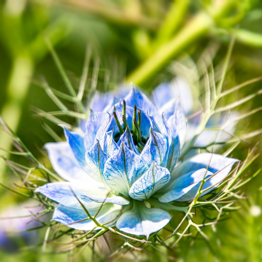 Nigella sativa