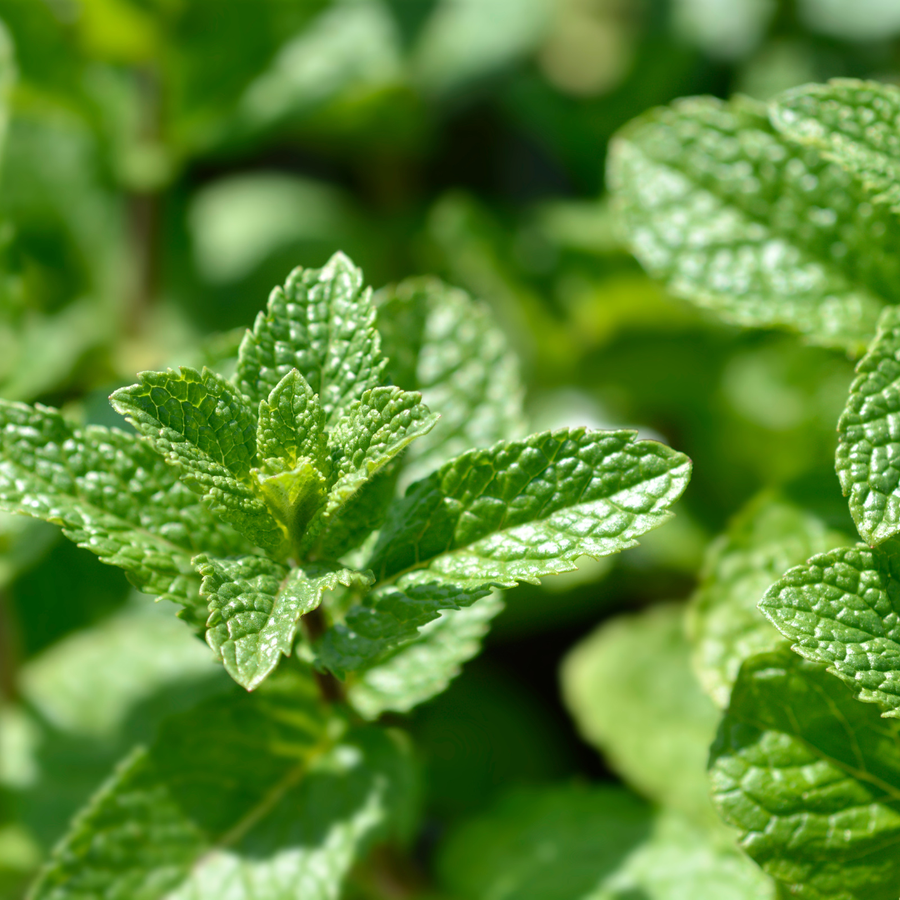 Spearmint 