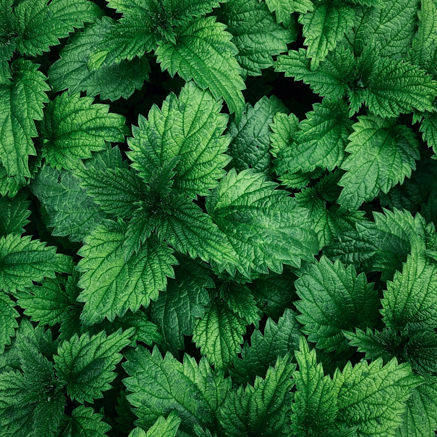 Urtica 
