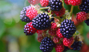 Anti Inflammatory Berries